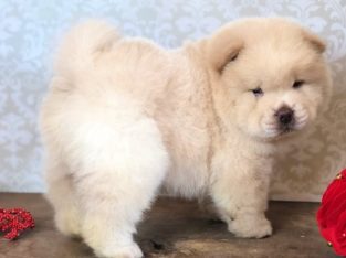 Registered Chow Chow puppies for sale