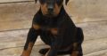 Adorable Doberman Pinscher puppies for sale