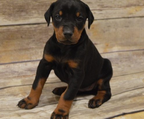 Adorable Doberman Pinscher puppies for sale