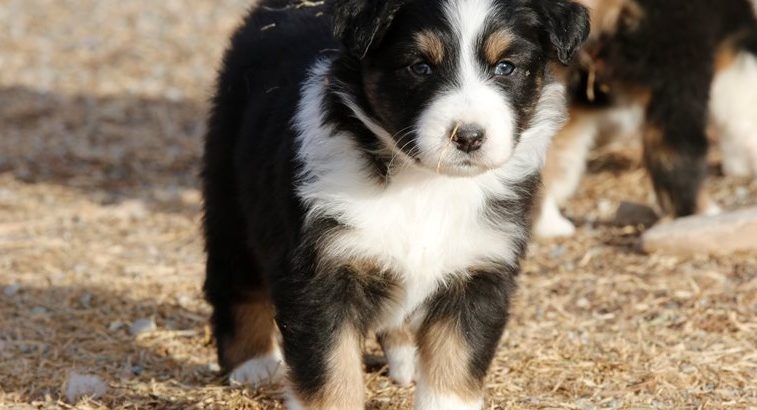Registered Australian Shepherd puppies for love home.