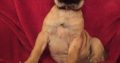 Kusa registered Bullmastiff pups for sale