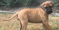 Bullmastiff puppies for sale