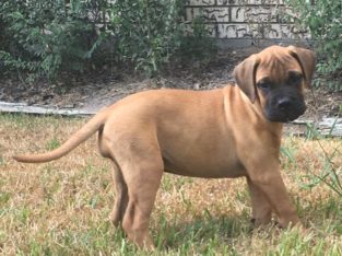 Bullmastiff puppies for sale