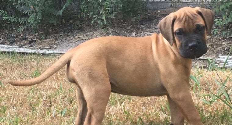 Bullmastiff puppies for sale