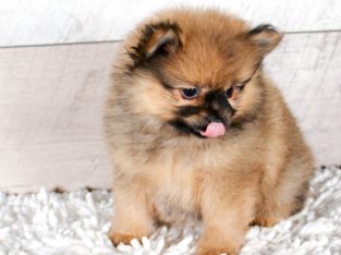 Registered Poms puppies for sale