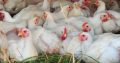 Live chicken, ostrich and day old chicks For Sale