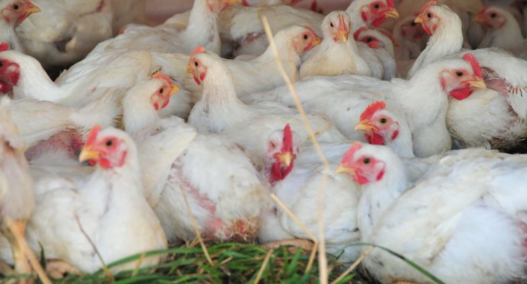Live chicken, ostrich and day old chicks For Sale