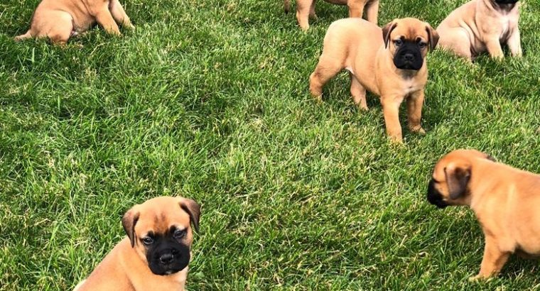 Bullmastiff puppies for sale