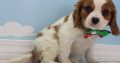 cavalier king Charles spaniel puppies ready for sale