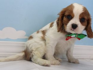 cavalier king Charles spaniel puppies ready for sale