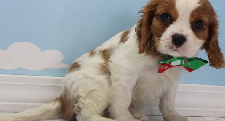 cavalier king Charles spaniel puppies ready for sale