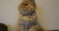 Persian kittens