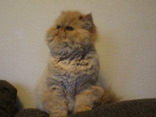 Persian kittens