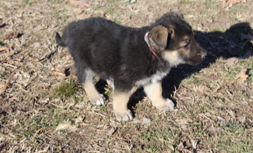 German shepherd ready to go