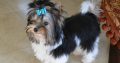 Biewer terrier puppies for sale