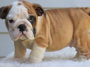 British bulldog puppies for sale