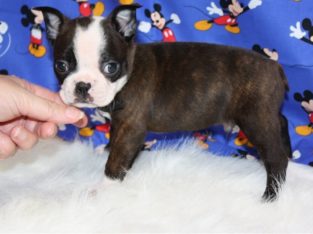 Boston terrier puppies