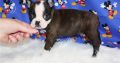 Boston terrier puppies