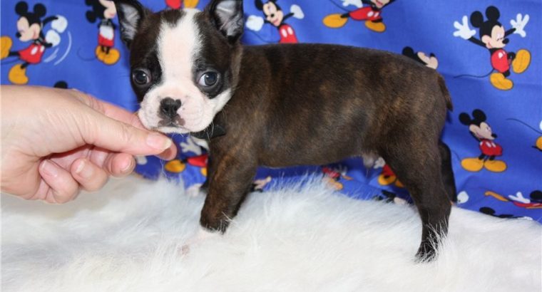 Boston terrier puppies