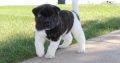 AKITA puppies
