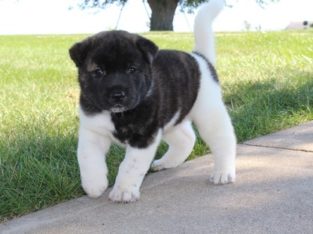 AKITA puppies