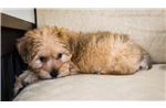 Teacup Yorkie
