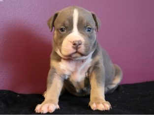pit bull terre
