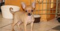 Chihuahua puppies