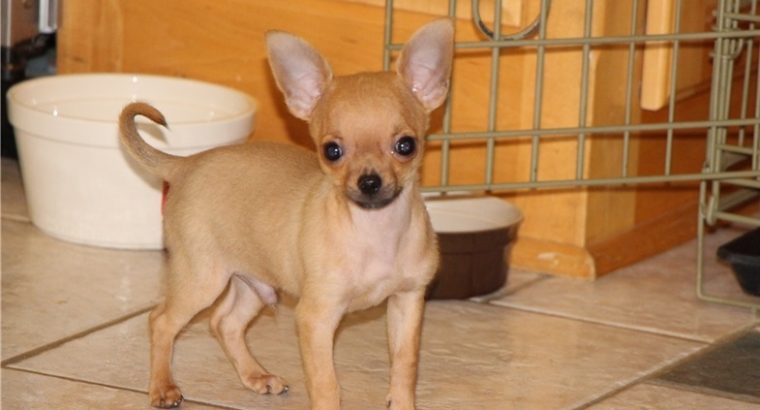 Chihuahua puppies