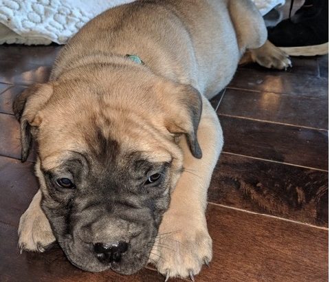 Kusa registered Bullmastiff pups for sale