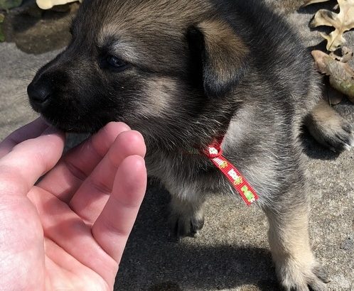 German shepherd ready to go