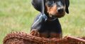 Doberman puppies