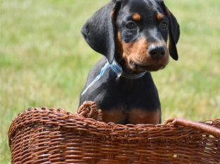 Doberman puppies