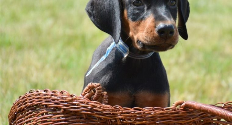 Doberman puppies