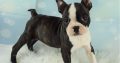Boston terrier puppies