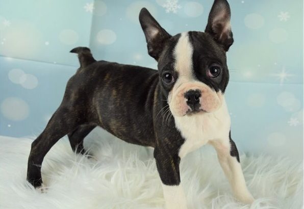 Boston terrier puppies