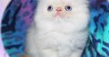 Persian kittens