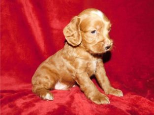 Cockapoo For Sale