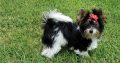 Biewer terrier puppies for sale