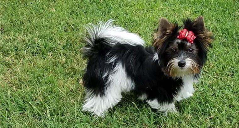 Biewer terrier puppies for sale