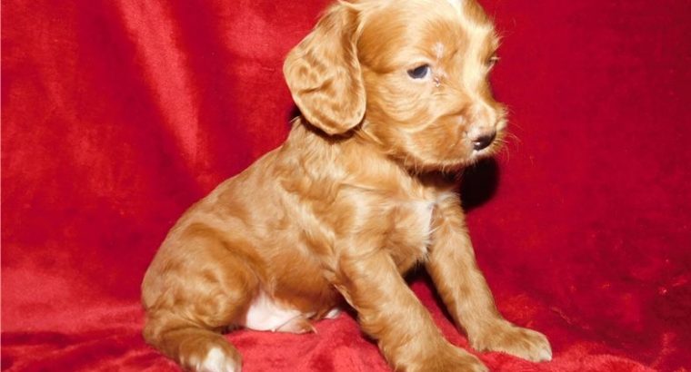 Cockapoo For Sale