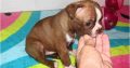 Boston terrier puppies