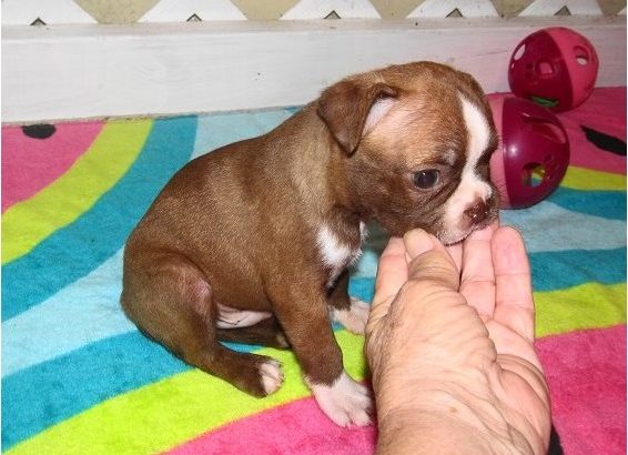 Boston terrier puppies