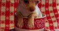 Chihuahua puppies