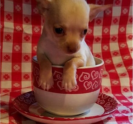 Chihuahua puppies