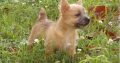 Norwich terrier puppies for sale