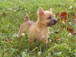 Norwich terrier puppies for sale