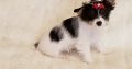 Biewer terrier puppies for sale