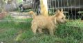Norwich terrier puppies for sale