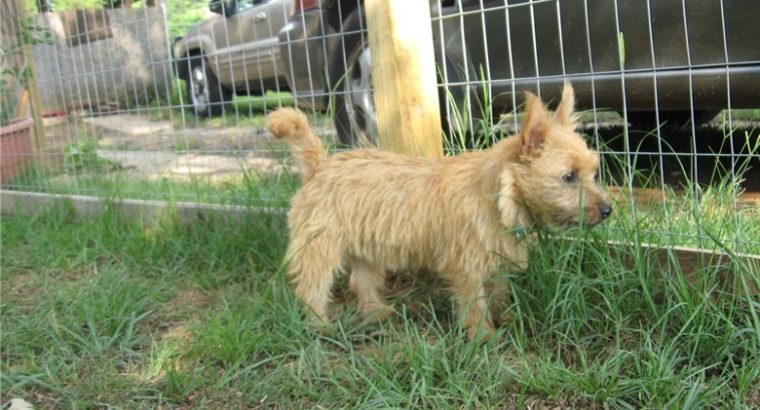 Norwich terrier puppies for sale